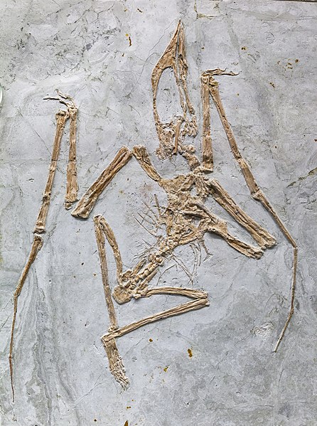 Pterodactyloidea, Fossil Wiki