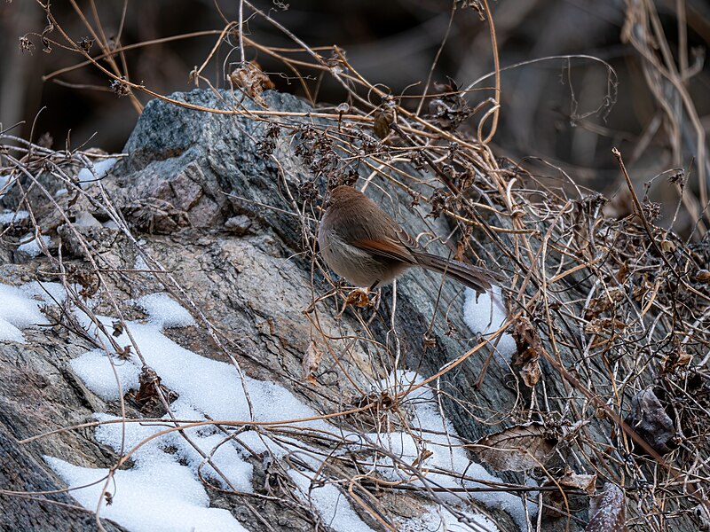 File:Sinosuthora webbiana in Baihe valley 2.jpg