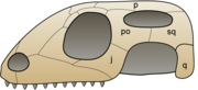 Squamata: Étymologie, Caractères dérivés propres, Classification