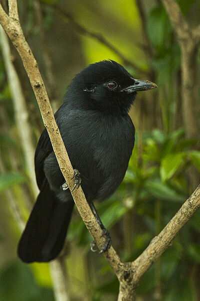 File:Slate-coloured Boubou - Kenya (19830770839).jpg