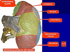 Image showing the structures that the kidney lies near.