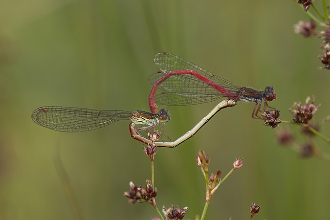 图为两只小红豆娘（英语：Small red damselfly）（学名：Ceriagrion tenellum）在交配。别忘了明天就是情人节了。