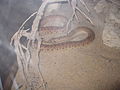 rattle snakes from