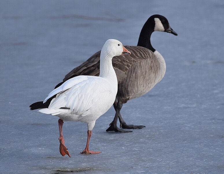 File:Snow Goose (24566794876).jpg