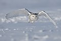 Snowy Owl (symbole aviaire)