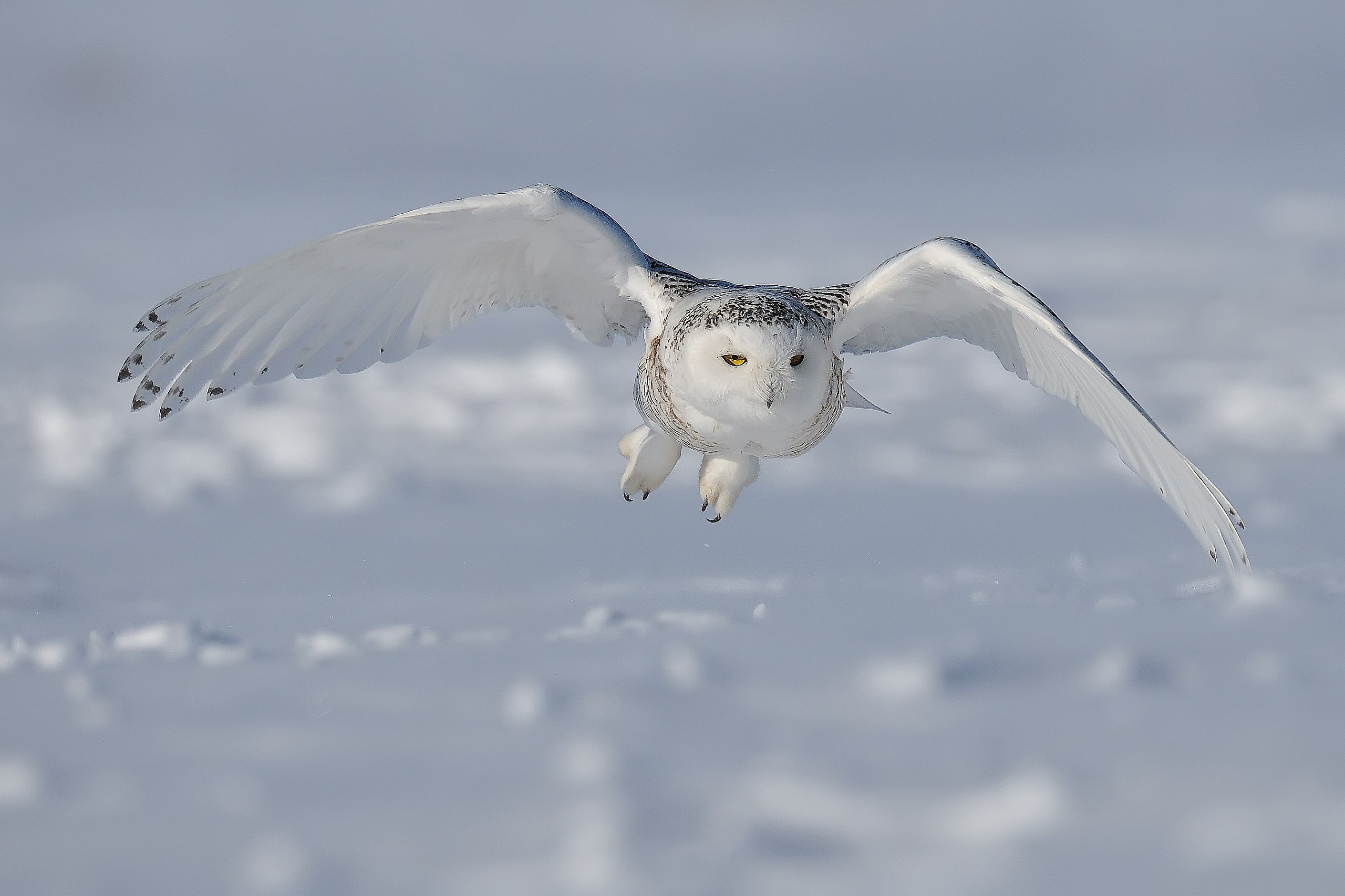 Snowy owl - Wikipedia