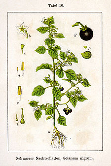Solanum nigrum Sturm16.jpg