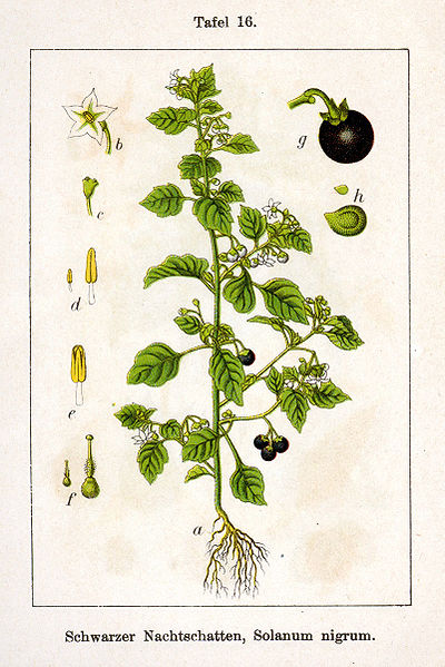 File:Solanum nigrum Sturm16.jpg