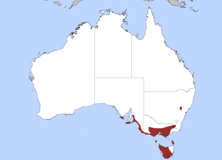 Pseudemoia_entrecasteauxii