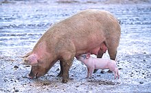 Hausschwein (Sus scrofa domestica): Sau mit Ferkel