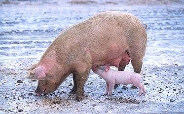 The pig has been domesticated over ten thousand years and selectively bred to have a pink skin, without melanin, which farmers traditionally have preferred to a dark color.[32]