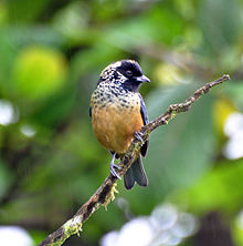 Spangle-cheeked Tanager (7047625367).jpg