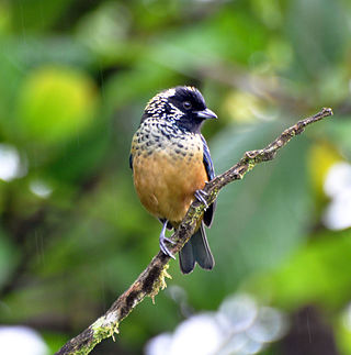 <span class="mw-page-title-main">Spangle-cheeked tanager</span> Species of bird