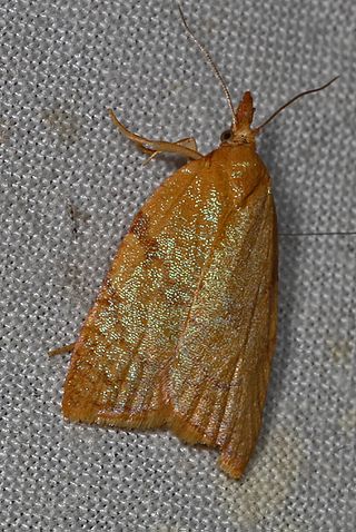 <i>Sparganothis senecionana</i> Species of moth