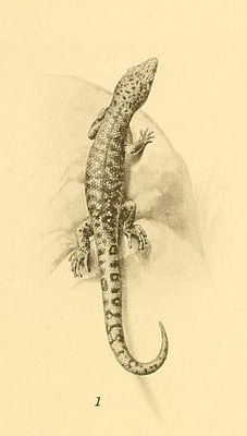 Sphaerodactylus fantasticus, иллюстрация образца с Гваделупы (1921).