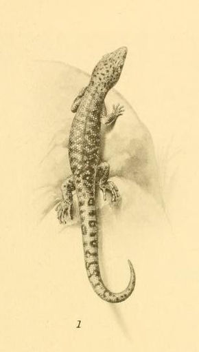 Описание картинки Sphaerodactylusantasticus 01-Barbour 1921.jpg.