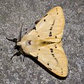 Spilosoma lutea