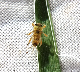<i>Ephemerella subvaria</i> Species of mayfly