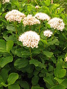 Spiraea betulifolia