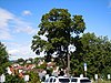 Norway maple in the parish garden, Böblingen.jpg