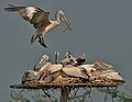 Spot-billed Pelican (Pelecanus philippensis) landing with nesting material at nest with chicks W2 IMG 2857.jpg