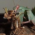 Hierodula parviceps eating a cricket