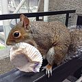 "Squirrel_eating_cake_in_Barbican_Center-1.jpg" by User:Shangkuanlc