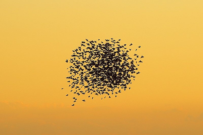 File:Starling Murmuration - RSPB Minsmere (27182053440).jpg