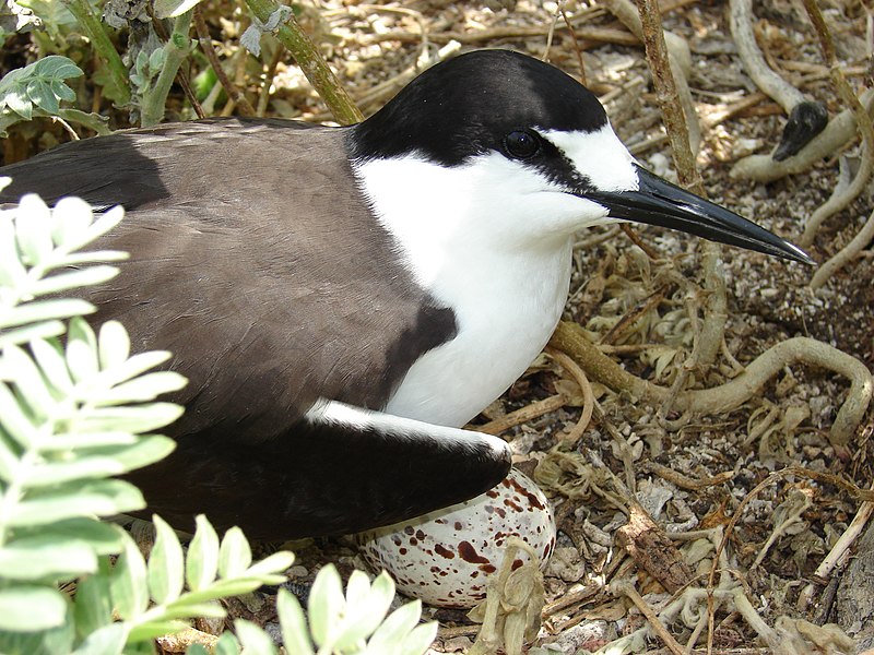 File:Starr-080605-6662-Tribulus cistoides-leaves with odd looking sooty tern and egg-Eastern Island-Midway Atoll (24796377352).jpg