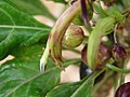 Thumbnail for File:Starr-090405-5591-Delissea rhytidosperma-flowers and fruit-Hanamu Rd Makawao-Maui (24324218863).jpg