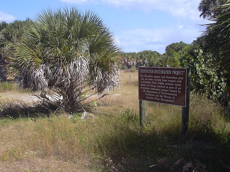 File:Starr 031108-2015 Sabal palmetto.jpg