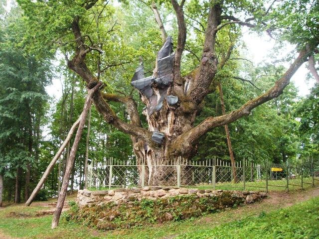 According to legend, Perkūnas was worshiped beneath the over 1500-year-old Stelmužė Oak