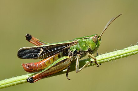 Насекомые отряды прямокрылых