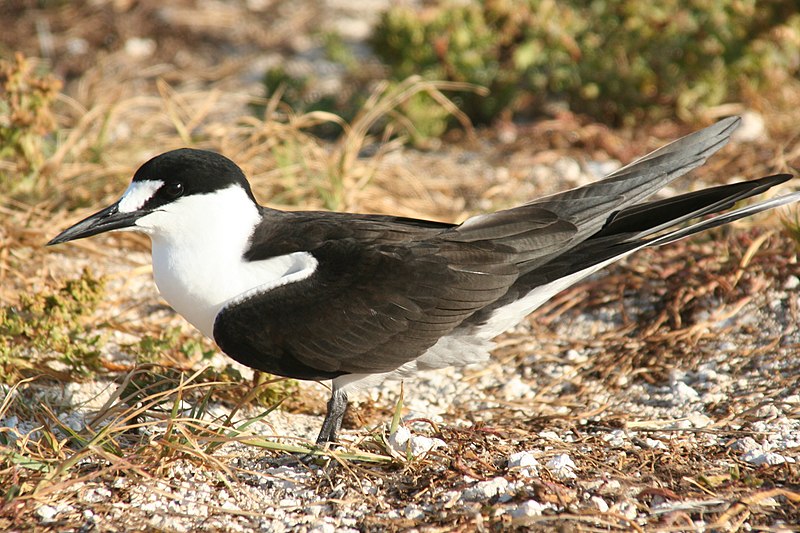 Պատկեր:Sterna fuscata.JPG