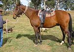 Thumbnail for Australian stock saddle