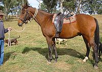 Stock Horse valmiina työhön.jpg