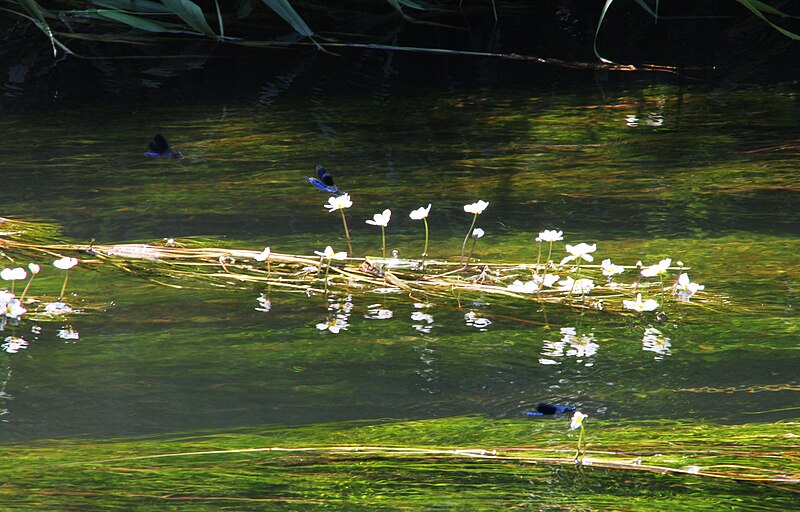 File:Stollhofen-Sulzbach-16-Ranunculus fluitans-Calopteryx virgo-2013-gje.jpg