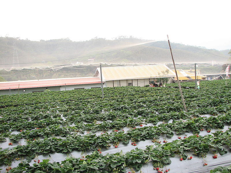 File:Strawberry farm in DaHu Taiwan.JPG