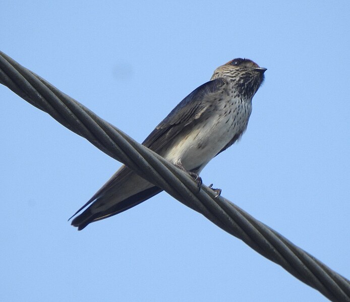 File:Streak throated swallow 23.jpg