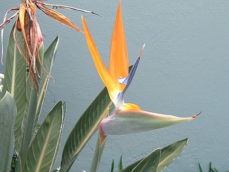 Strelitzia1.jpg