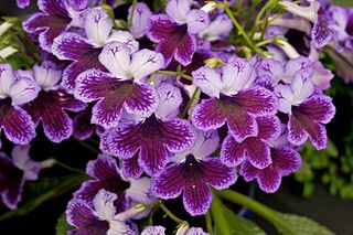 <i>Streptocarpus</i> genus of plants