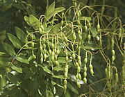 果実（莢果）がついた枝先。莢は、種子と種子の間が極端にくびれているのが特徴。