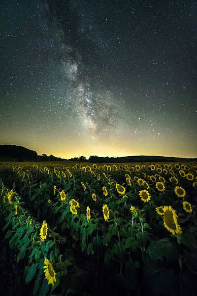 File:Sunflower field Milky Way.jpg