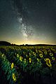 * Nomination Sunflower field under the Milky Way. It's noisy, but acceptable for ISO 5000 on a hot summer's night, IMO. Juliancolton 19:10, 5 March 2017 (UTC) * Promotion The noise looks quite normal for a Milky Way photo AFAIK, but there are some "dead"/burned out/whatever pixels among the sun flowers. Think you could get rid of/clone out those? --W.carter 19:19, 5 March 2017 (UTC) How does that look? Juliancolton 20:14, 5 March 2017 (UTC) Much better, they were a bit annoying. Good quality. --W.carter 20:35, 5 March 2017 (UTC)