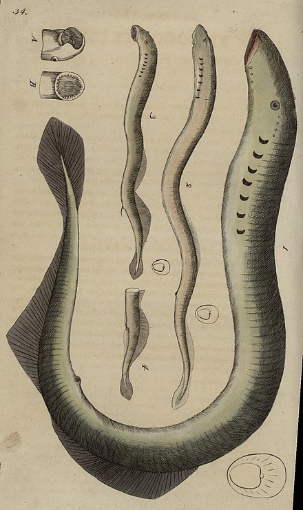 Svensk zoologi vol I 1806 335.jpg