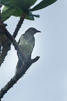 Swamp Greenbul - Ghana S4E2506 (16864487670).jpg