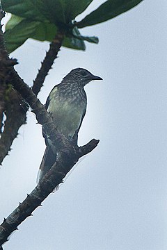 Description de l'image Swamp Greenbul - Ghana S4E2506 (16864487670).jpg.