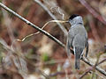 Sylvia atricapilla (Blackcap) ♂