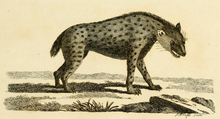 Engraving of a spotted hyena from Thomas Pennant's History of Quadrupeds, one of the first authentic depictions of the species Synopsis Quadrupeds crocuta.png