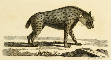 Engraving of a spotted hyena from Thomas Pennant's History of Quadrupeds, one of the first authentic depictions of the species[22]
